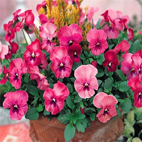 Nuovi 100pcs Semi Stiefmütterchen dei Fiori per giardinaggio rosa Rossa