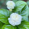 50 pcs jasmin pflanze wildblumensamen mehrjährig winterhart jasmin samen blumenwiese samen mehrjährig winterhart pflanzensamen bio saatgut wildblumensamen garten blumen pflanzen garten