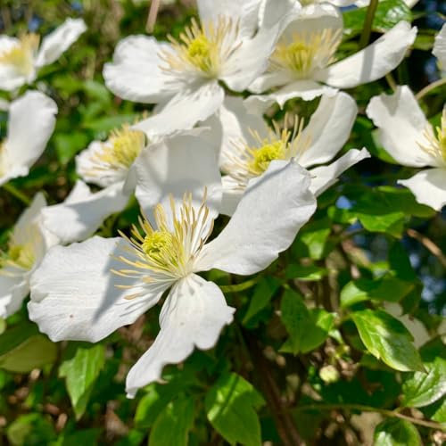 Clematis Montana 'Grandiflora' - Hardy Climbing Shrub - Spectacular White Flowers -Fast Vertical Cover – 1x 3 Litre Potted Plant by Thompson & Morgan