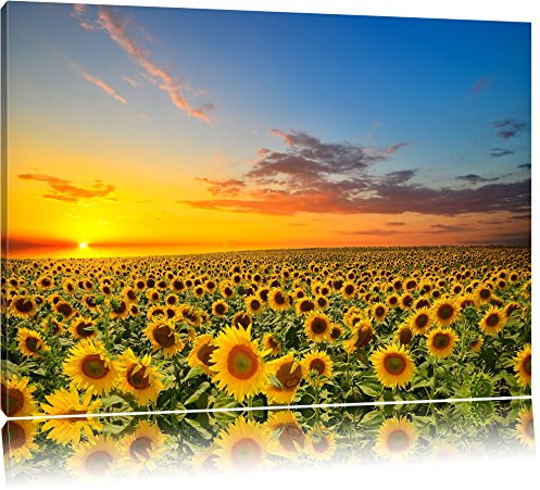 Pixxprint Sonnenuntergang am Sonnenblumenfeld, Größe: 100x70cm, Leinwandbild, fertig gespannt, Wandbild, Dekoration, Kunstdruck, kein Poster