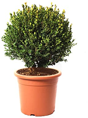KENTIS - Buchsbaum Kugel Pflanzen mit Jutedekoration für Vase - Buxus Sempervirens Echte Gartenpflanzen - Hoch 40-50 cm Topf Ø 24 cm mit Jute