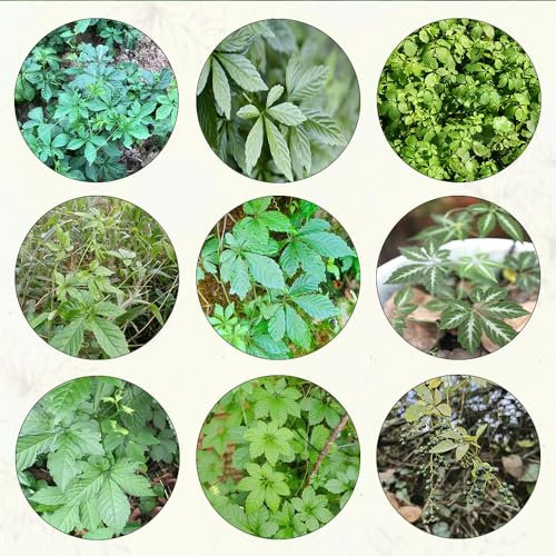 600 pcs jiaogulan pflanze samen gartenkräuter pflanzensamen bio saatgut exotische pflanzen winterhart küchenkräuter nachhaltige geschenke für frauen kräuter samen plants kräuter pflanzen