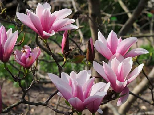 Tulpen-Magnolie Magnolia x soulangiana 'Heaven Scent' Pflanze 15-20cm Rarität
