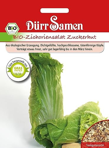 Bio Zichoriensalat Zuckerhut Samen Uranus Salat Zuckerhutsamen ca 200 Korn SaatgutSamenfest Balkon Garten Hochbeet Kübel Dürr Samen