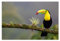 H6460M_PL1DK Foto-Poster, Wanddekoration, 93 x 62 cm, Tukan