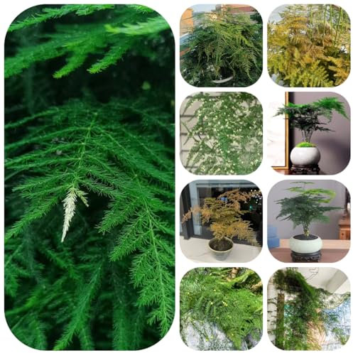 Semillas de helecho espárrago - árboles plantas de jardín planta decorativa Espárrago Setaceus plantas perennes resistentes plantas resistentes para el jardín semillas de plantas 45pcs