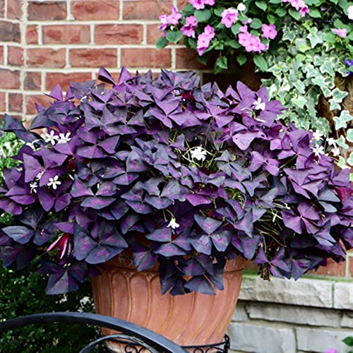 Exterior resistente al invierno, muy exclusivo, fácil de cultivar, respetuoso con las abejas, multicolor de alto rendimiento. Cuidado fácil, -4 Oxalis -J