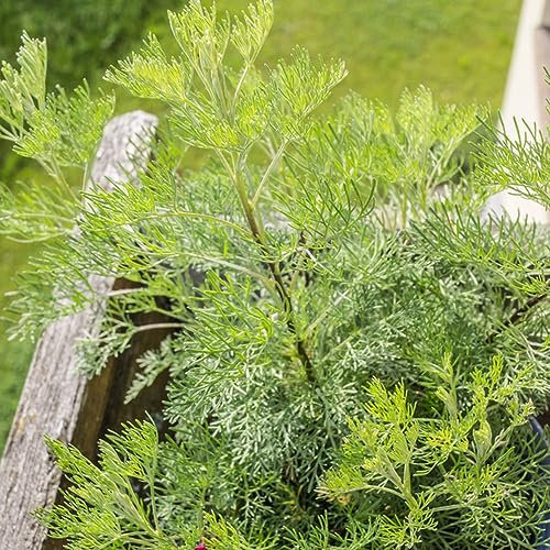 50 pcs colakraut pflanze samen - indoor kräutergarten gartenarbeit,Artemisia abrotanum,cola kraut deko pflanzen grüne deko deko wohnzimmer modern wildkräuter samen pflanztöpfe kräuterbeet