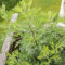50 pcs colakraut pflanze samen - indoor kräutergarten gartenarbeit,Artemisia abrotanum,cola kraut deko pflanzen grüne deko deko wohnzimmer modern wildkräuter samen pflanztöpfe kräuterbeet