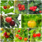 50 pcs Kirschbaum pflanze samen - seltene pflanzen bonsai samen Kirschsamen, bonsaibaum samen alte sorten stauden winterhart mehrjährig obstbäume obst frisch säulenobst bonzai baum