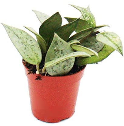 Exotenherz - Mini-Pflanze - Hoya krohniana - Porzellanblume - Ideal für kleine Schalen und Gläser - Baby-Plant im 5,5cm Topf