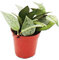 Exotenherz - Mini-Pflanze - Hoya krohniana - Porzellanblume - Ideal für kleine Schalen und Gläser - Baby-Plant im 5,5cm Topf