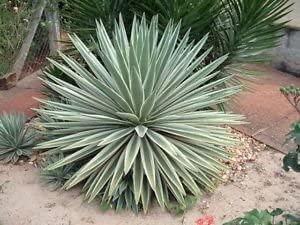 Pianta agave angustifolia marginata