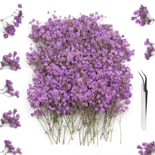 GZGXKJ 120pcs Fleurs Séchées de Gypsophile Violet Fleurs Séchées Pressées Petites Séchées Artisanat Adaptées à la Résine, aux Signets, aux Cartes de Voeux, à L'artisanat