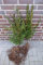 10 Eiben 50-80cm Wurzelware Gartenhecke Heckenpflanzen Immergrüne Pflanze Taxus baccata Eiben