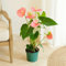 Fleurs et Délices - Orchidée Anthurium - Plante d'intérieur - Sans cache-pot - Décoration d'intérieur - Cadeau Fleuri - Fabrication Française Artisanale de Qualité - Cadeau à Offrir