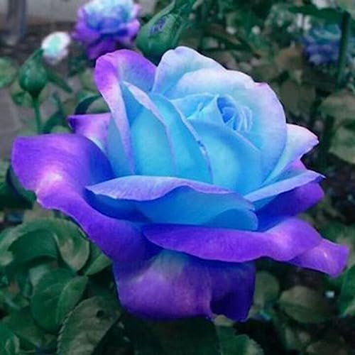 50 Pz Rosa Blu Rosa Semi Profumato Balcone Giardino Pianta in vaso Decorazione domestica Fiore Albero da frutto Semi di ortaggi Semi di rosa rosa blu