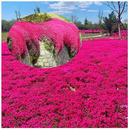 Semillas de Tomillo Rastrero Multicolor - Semillas de Flores Fáciles de Plantar - Ideal para Jardinería en Macetas, Balcones y Jardines (200 Rojo)