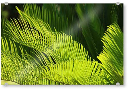 artboxONE Acrylglasbild 120x80 cm Natur Grüner Farn Bild hinter Acrylglas - Bild Farn Closeup dekor