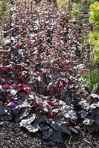Heuchera micrantha 'Silver Scrolls' ca. 11x11 cm Topf - Purpurglöckchen, silbrig-violette Blätter, ideal für schattige Beete, winterhart, pflegeleicht