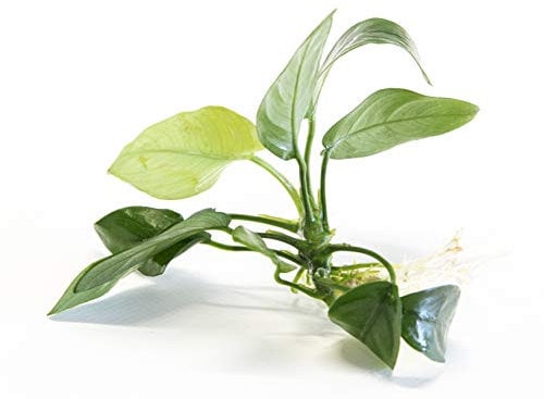 Lincolnshire Pond Plants Ltd Anubias barteri VAR. barteri - Tropical Aquarium Plants - Oxygenating Plant Aquarium, Fish Tank, Live Plants for aquascaping, Tropical Aquatic Plants.