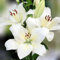 Lilienzwiebeln Baumlilie Riesenlilien Volle Lilie Lilium Zwiebeln Onion Knollen Winterhart Frische mehrjährig duftenden Prachtblüten Hochgewachsene Lilie (Larino)