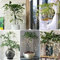 planta de jazmín - semillas de flores para macetas plantas balcón camas elevadas para jardín plantas jardín planta jazmín real interior flores en macetas perennes resistentes 100pcs