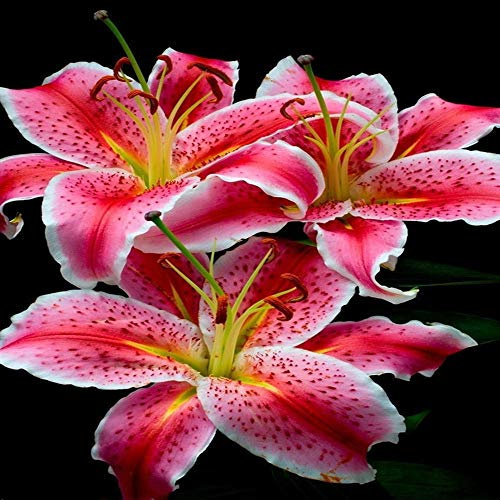 Bulbes de Lys Oriental Vivaces - Plantes en Pot ou Jardin Description Fleurs (9, rouge)