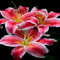 Bulbes de Lys Oriental Vivaces - Plantes en Pot ou Jardin Description Fleurs (9, rouge)