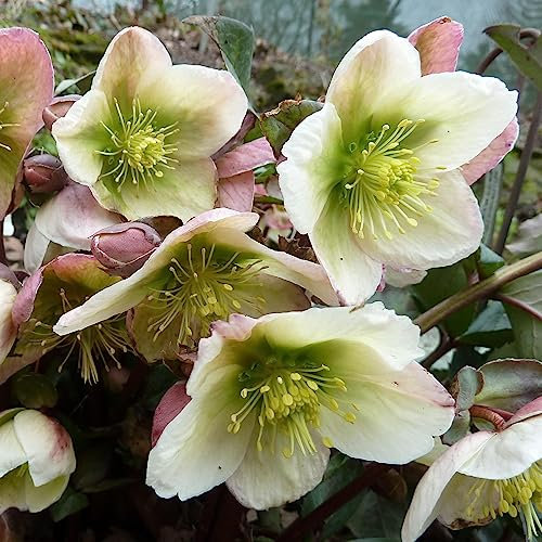 Helleborus Winter Moonbeam - Christmas Rose Plant, Ground Cover Plants Evergreen, Hellebores Garden Ready Outdoor Shade Loving Perennial Plants Garden Ready (3 Litre Pot, 20-30cm)