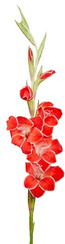 Bulbes de Glaïeuls 60 x 'Atom' - The Bulb Farmers - Été - Cultivé aux Pays-Bas -Bulbes de Glaïeuls -Bulbes à fleurs