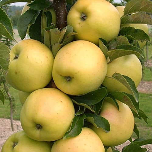 6-10” Tall Golden Sentinel Columnar Apple Tree grafted, Potted.