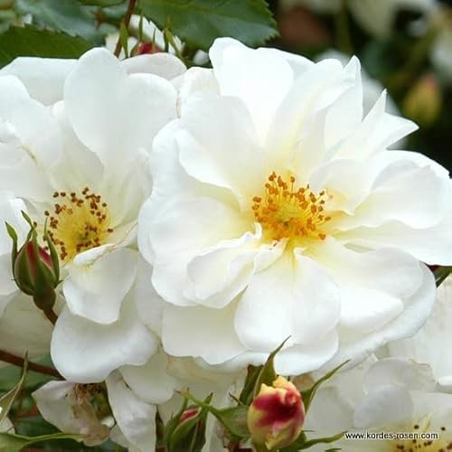 2 x Rosier - Rosa 'Diamant' pot 25-30 cm - Le rosier couvre-sol aux fleurs blanc pur et aux étamines jaunes