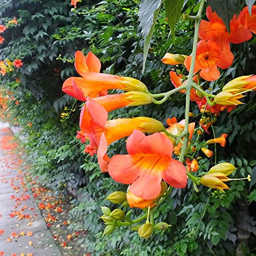 trompetenblume klettertrompete samen,Campsis grandiflora,kletterpflanzen wildblumen dekopflanze gardening stauden pflanzen für balkonkästen winterhart bienenwiese saatgut mehrjährig winterhart 50Stück