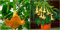 Semi - mozzafiato Brugmansia nano â€œGiallo Fragranteâ€'S Tromba Fiori angelo