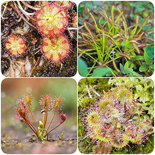 Samen Sonnentau Mix - Drosera Capensis - Fleischfressende Pflanzen Sukkulenten - Luftreinigende Zimmerpflanzen Hochbeet Saatgut Extrem Winterharte Kübelpflanzen Pflanzen Züchten 500 Stück