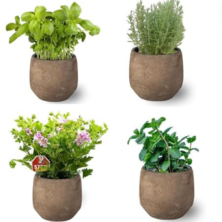 Pack 4 Plantas Aromáticas : Planta Lavanda + Planta Albahaca + Planta Menta + Planta Citronela Antimosquitos de Interior y Exterior en Maceta Ø10 cm - Huerto urbano y Jardín - Cerámica NO incluida