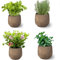 Pack 4 Plantas Aromáticas : Planta Lavanda + Planta Albahaca + Planta Menta + Planta Citronela Antimosquitos de Interior y Exterior en Maceta Ø10 cm - Huerto urbano y Jardín - Cerámica NO incluida