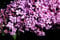 Sommerflieder Schmetterlingsflieder rosa Blüte Sommerflieder Pink Delight Buddleja davidii Pink Delight Containerware 40-60 cm hoch