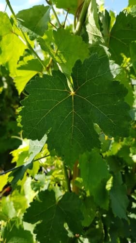 Vitis vinifera 'Chasselas rose' cl61 greffé sur 3309 / Vigne 'Chasselas rose' / Conteneur de 3 à 4 litres/Raisin de table