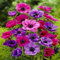Anemonen, Anemone Blanda Mischung 10 Zwiebeln