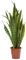 Sansevieria trifasciata Laurentii - Pflegeleichte Luftreinigende Zimmerpflanze | Bogenhanf ca. 60 cm Topf Ø 10 cm | Schlangenpflanze für Wohnung & Büro