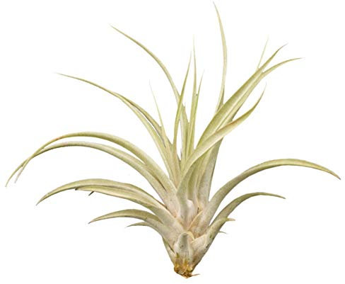Tillandsia capitata, ca. 18 cm groß, Tillandsien