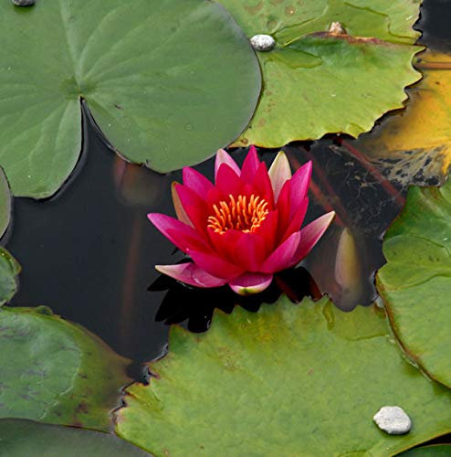 Seerose James Brydon - Nymphaea - Gartenpflanze