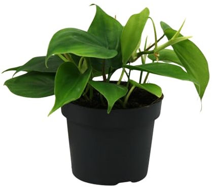 Philodendron Scandens - 20cm - Ø12cm - Pianta d'appartamento - Sempreverde