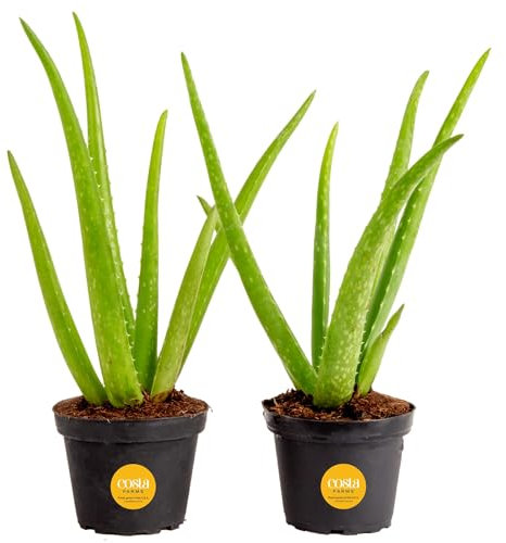 Costa Farms Aloe Vera Live - Pianta da interno in vasi da 10 cm, confezione da 2