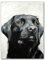 James Coates - Schwarzer Labrador-Kunstdruck, Poster, Wandkunst, 40,6 x 30,5 cm (A3)