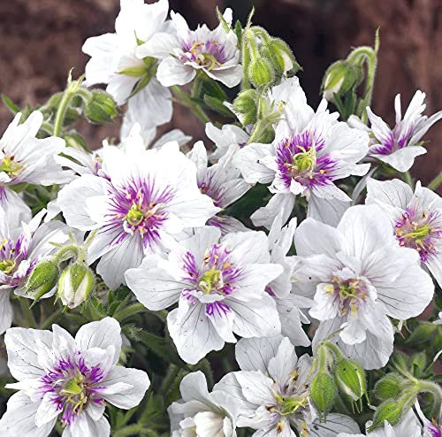 Geranium Hardy Double Jewel Garden Plant Hardy Perennial Flowering Garden Plants Easy to Grow Your Own 3X Bare Root by Thompson and Morgan