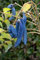 Decaisnea fargesii 40-60 cm - Blaugurkenbaum, auffällige blaue Früchte, Blütezeit Mai-Juni, ideal für exotische Gärten, pflegeleicht und winterhart