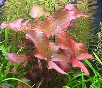 Lotus nymphea rubra red/rouge nenuphar plante aquarium